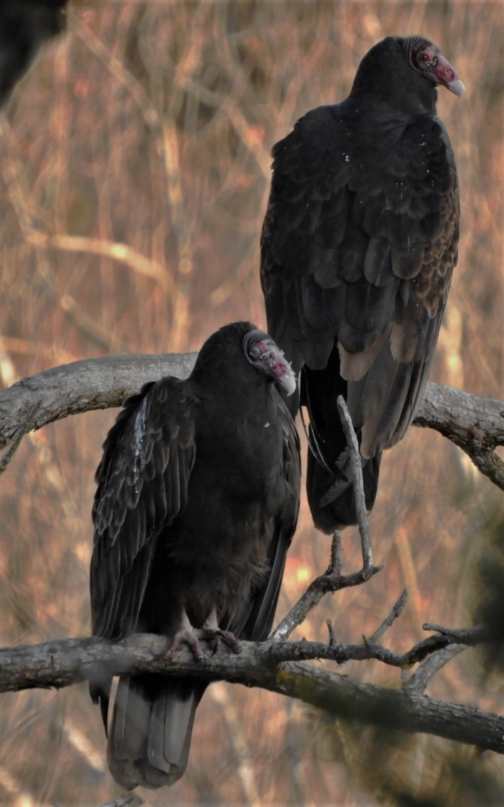 Turkey Vulture - ML191125981