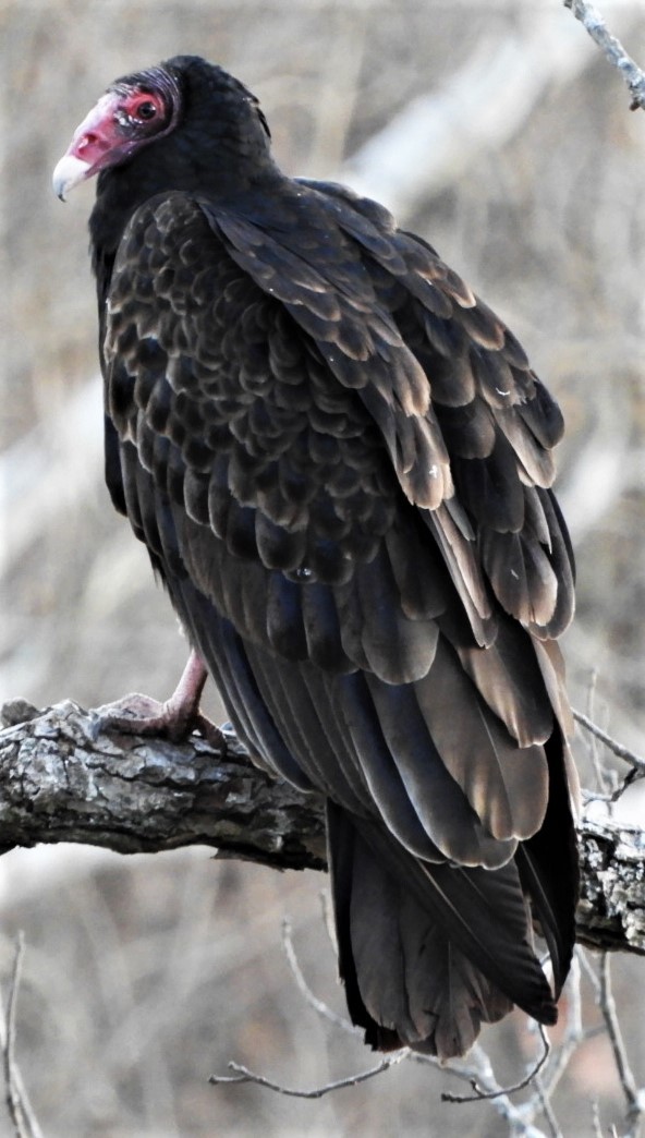 Turkey Vulture - ML191125991