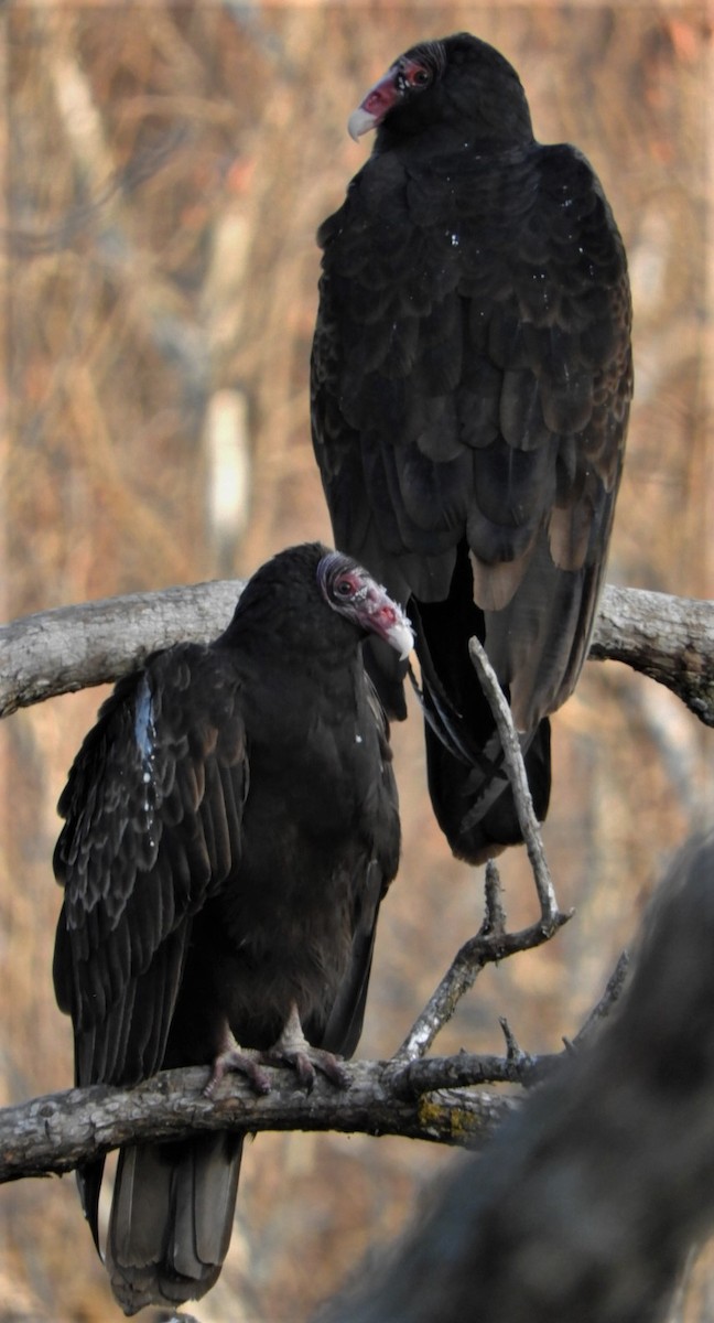 Turkey Vulture - Paul McKenzie