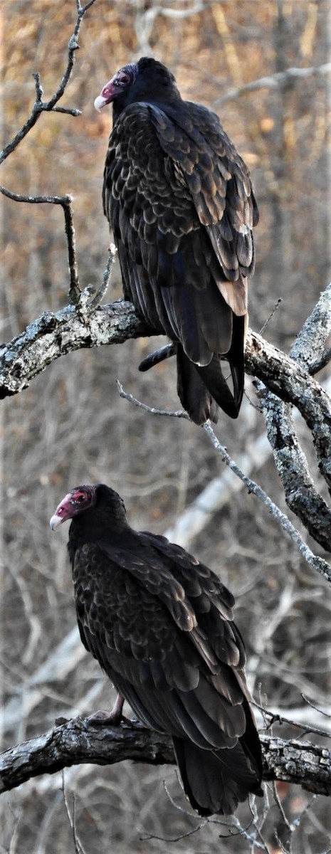 Turkey Vulture - ML191126011