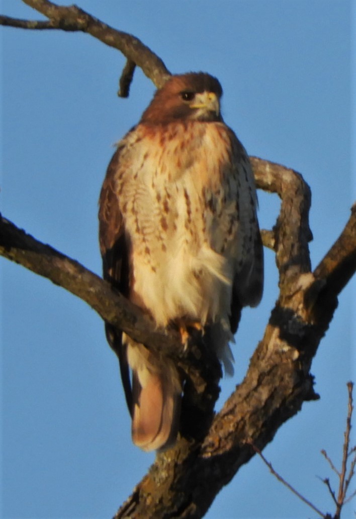 Red-tailed Hawk - ML191126131