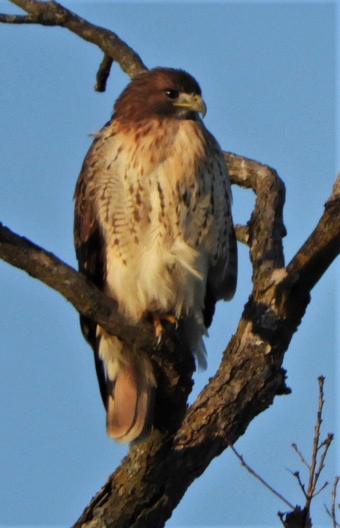 Red-tailed Hawk - ML191126141