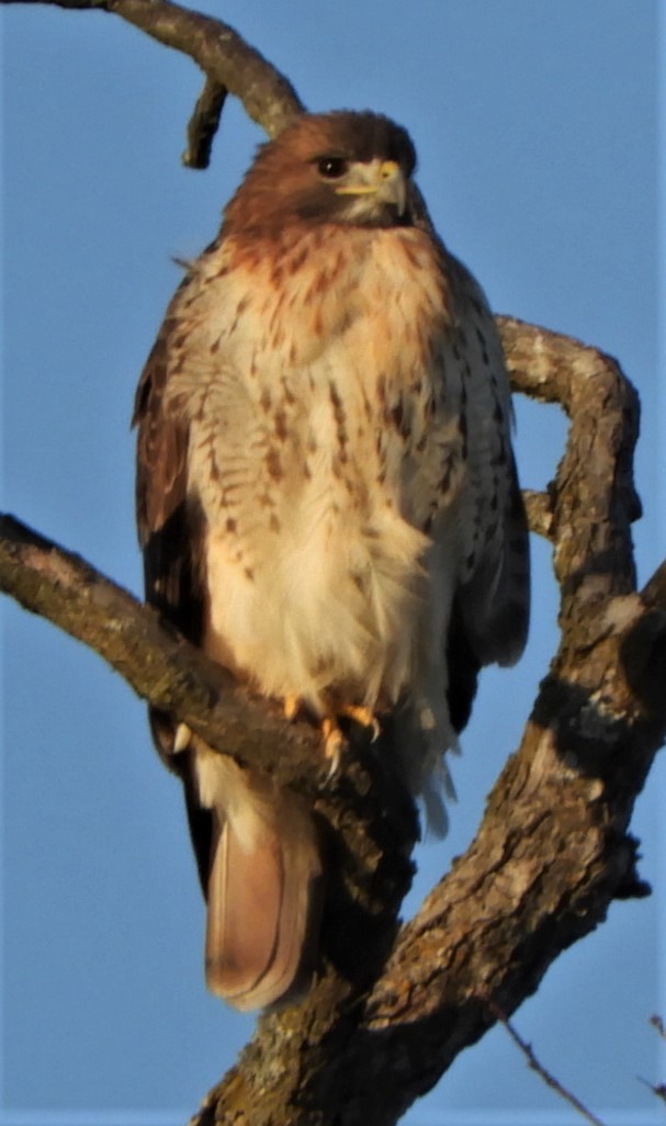 Red-tailed Hawk - Paul McKenzie