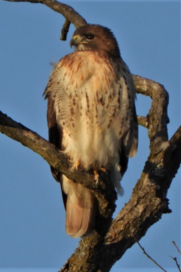 Red-tailed Hawk - ML191126161