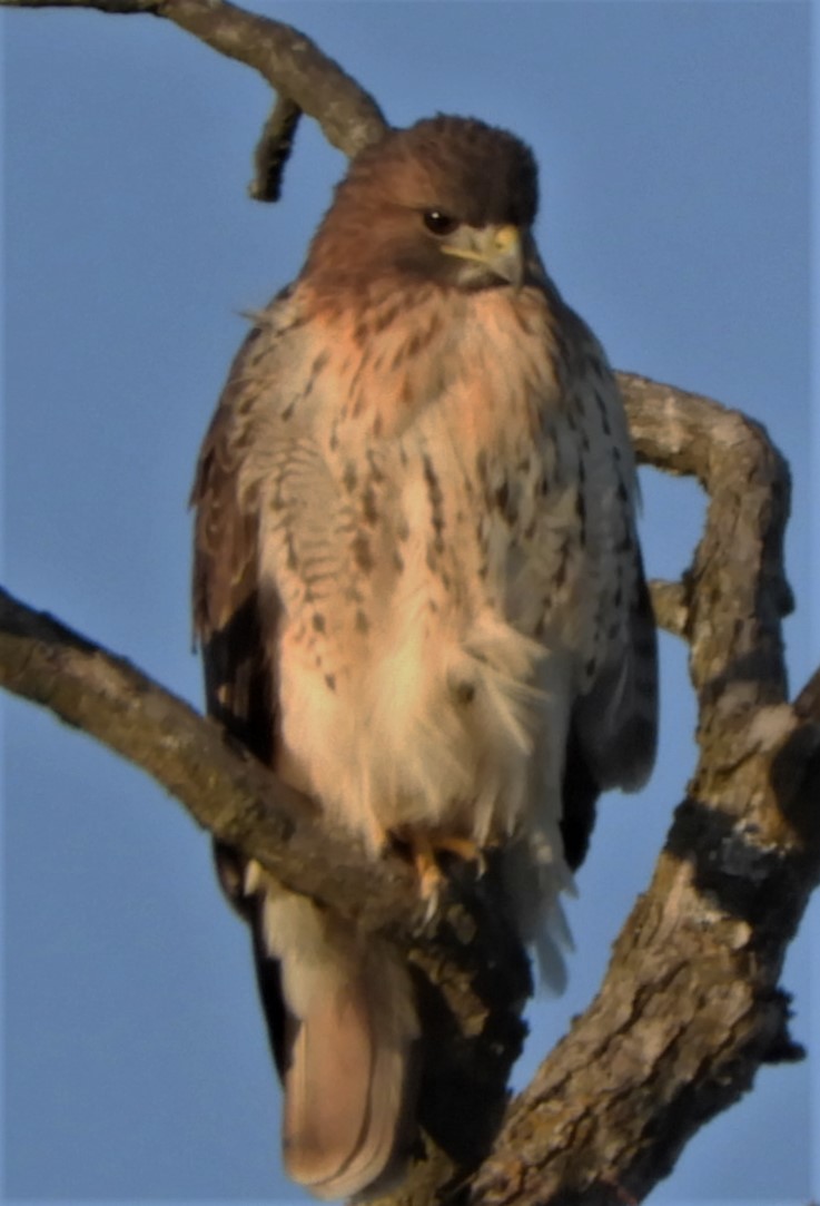 Red-tailed Hawk - ML191126171