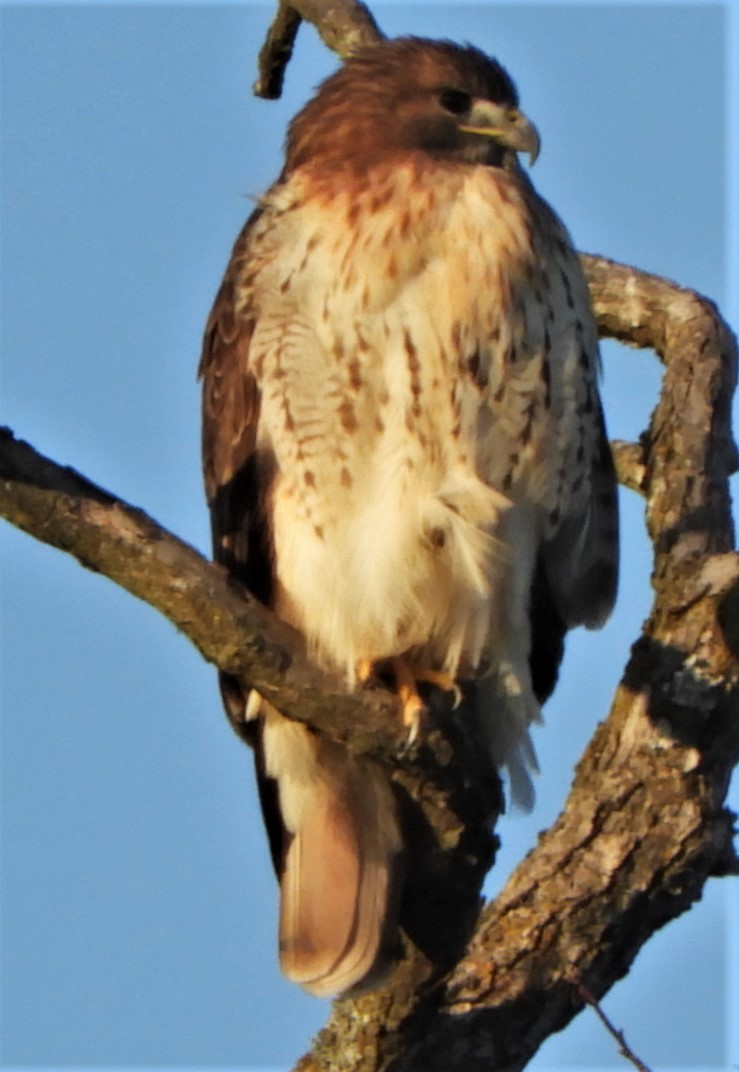Red-tailed Hawk - ML191126181