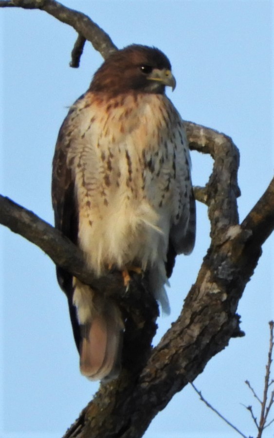 Red-tailed Hawk - ML191126201