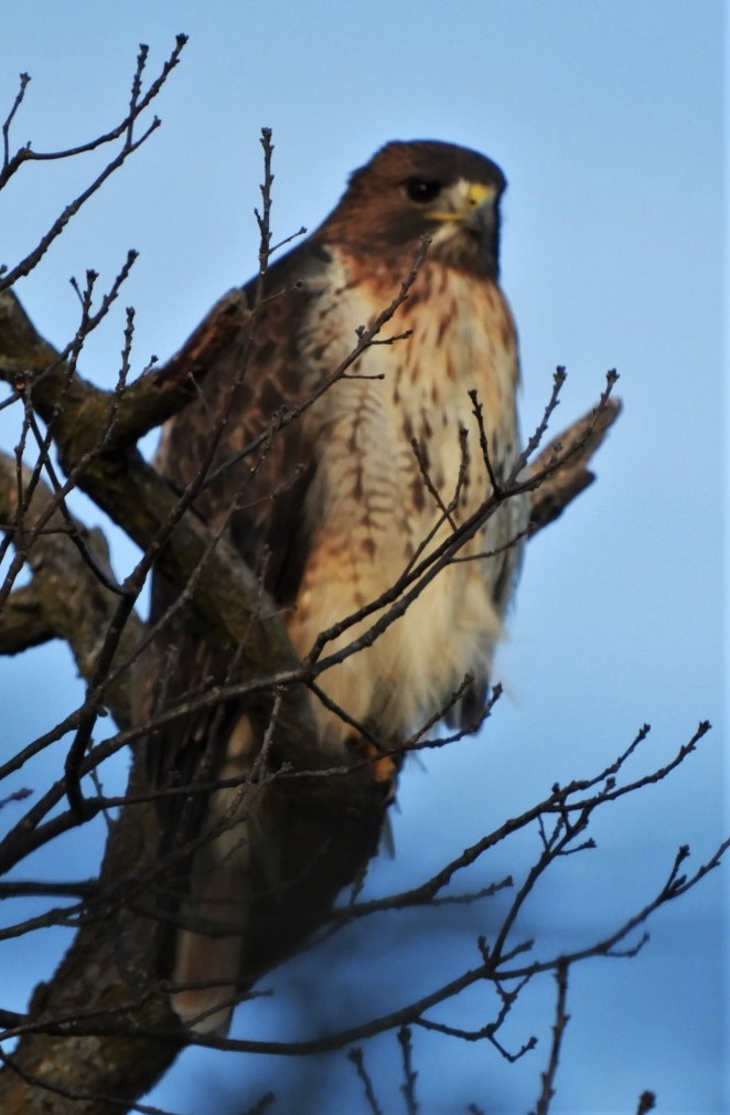 Red-tailed Hawk - ML191126211