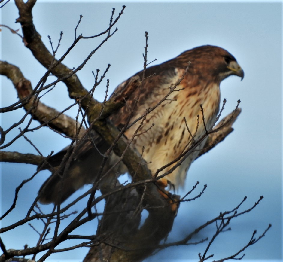 Red-tailed Hawk - ML191126221