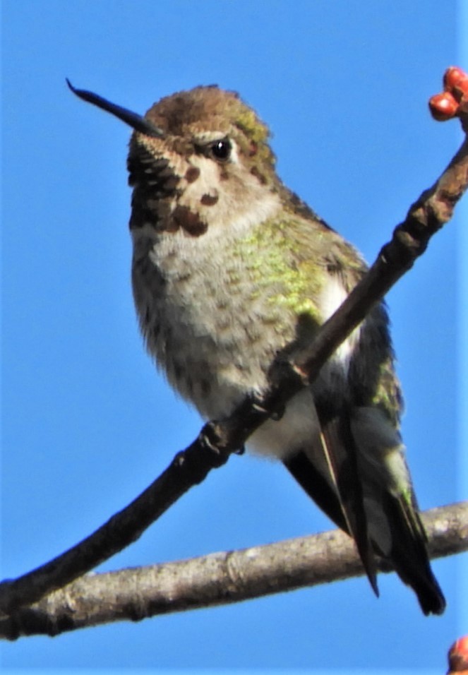Anna's Hummingbird - ML191128171