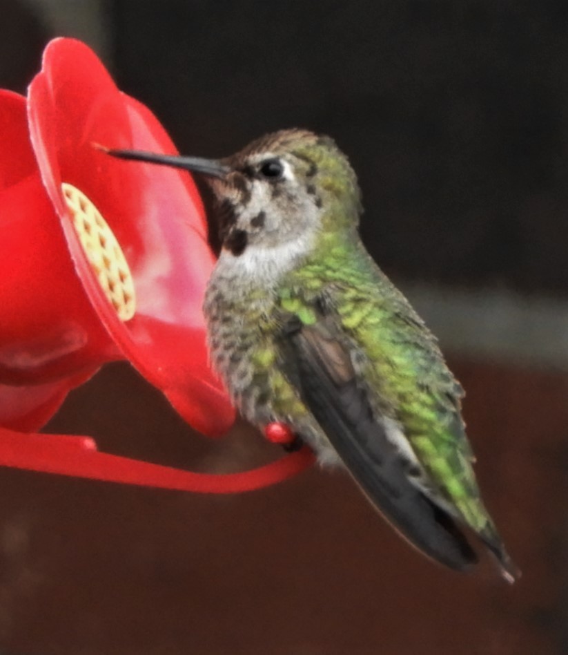 Anna's Hummingbird - Paul McKenzie
