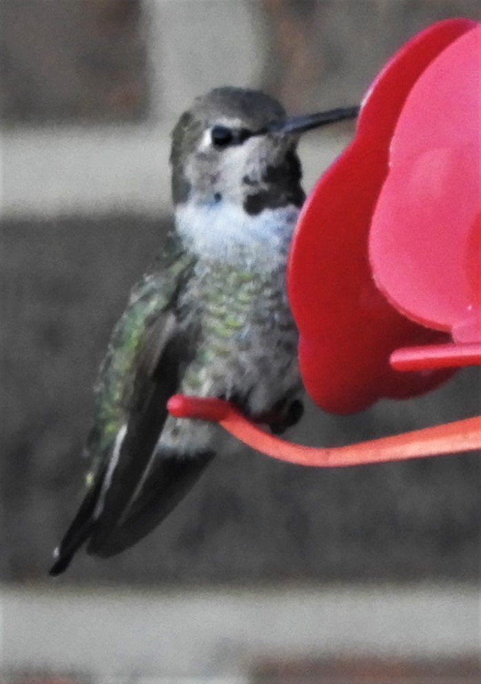 Anna's Hummingbird - ML191128191