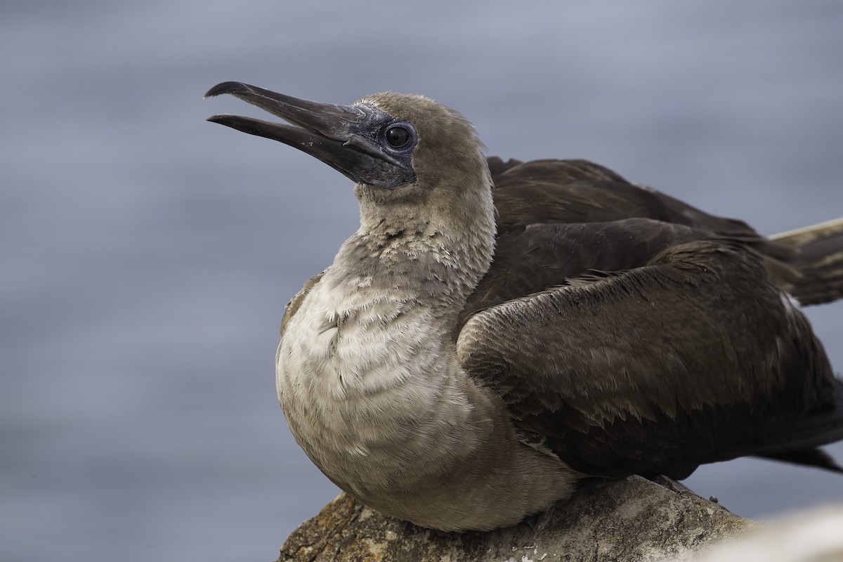 Red-footed Booby - ML191131451