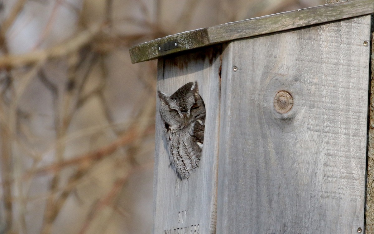 Eastern Screech-Owl (Northern) - Jay McGowan