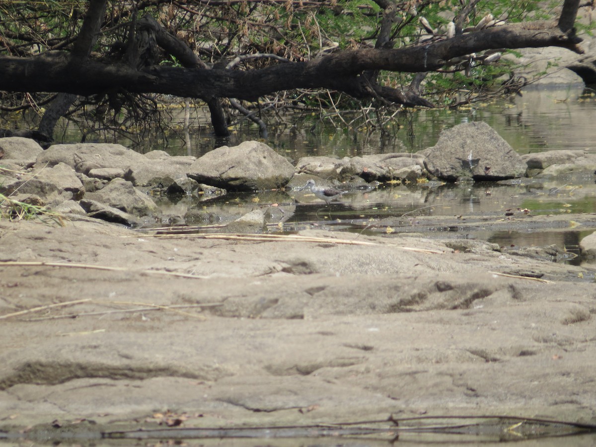Common Greenshank - sheryl mcnair