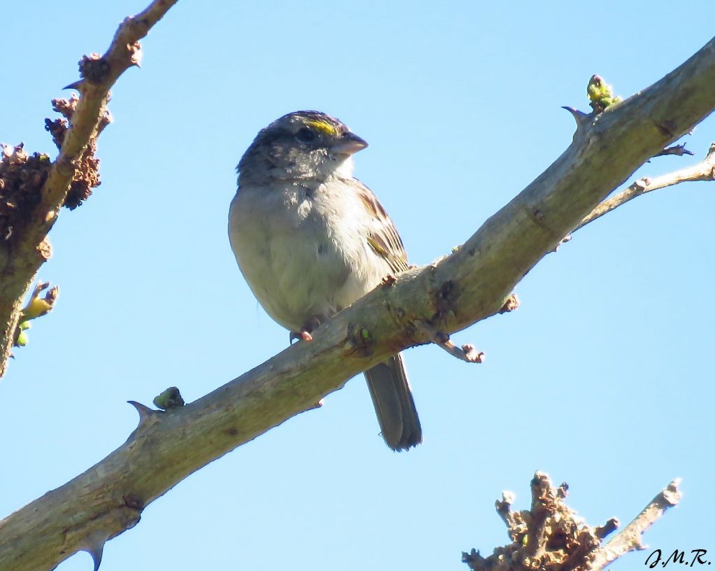 Grassland Sparrow - ML191136201