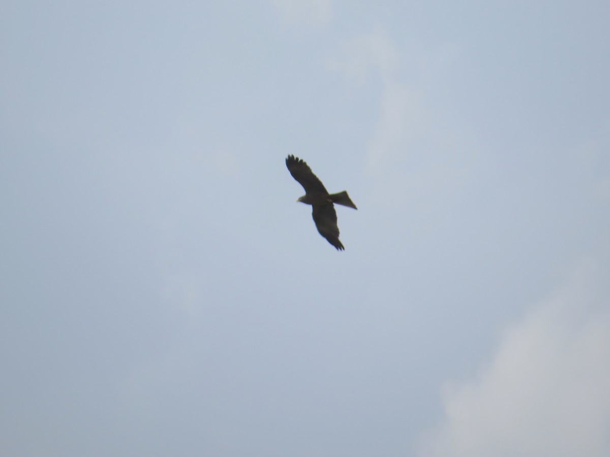 Black Kite - sheryl mcnair