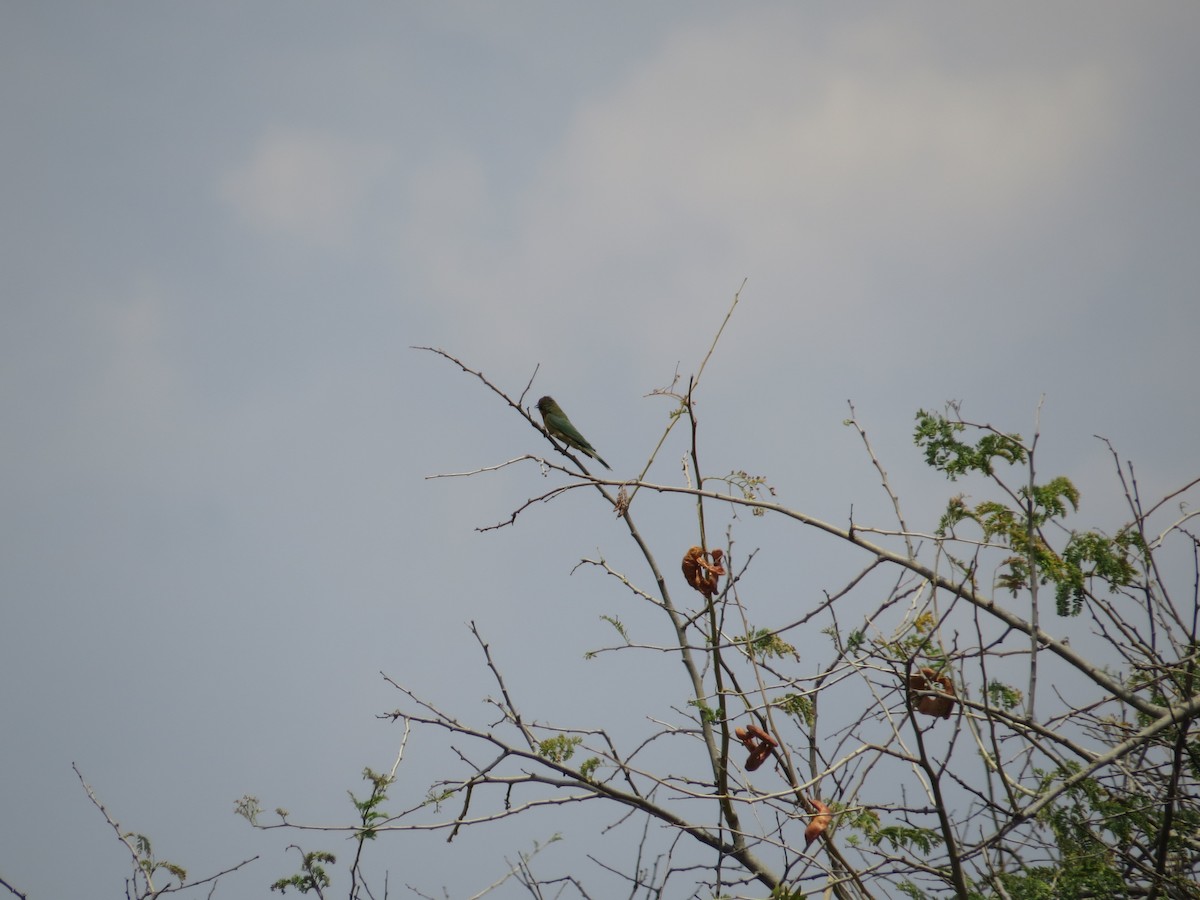 Little Bee-eater - sheryl mcnair