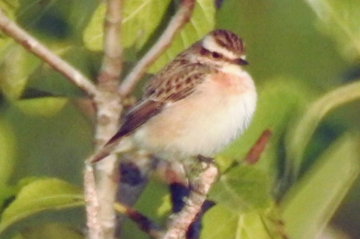 Whinchat - Eric R