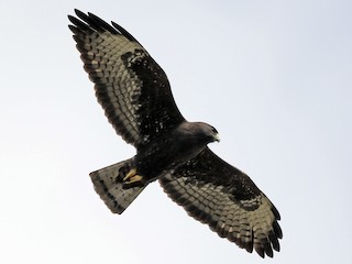  - Short-tailed Hawk