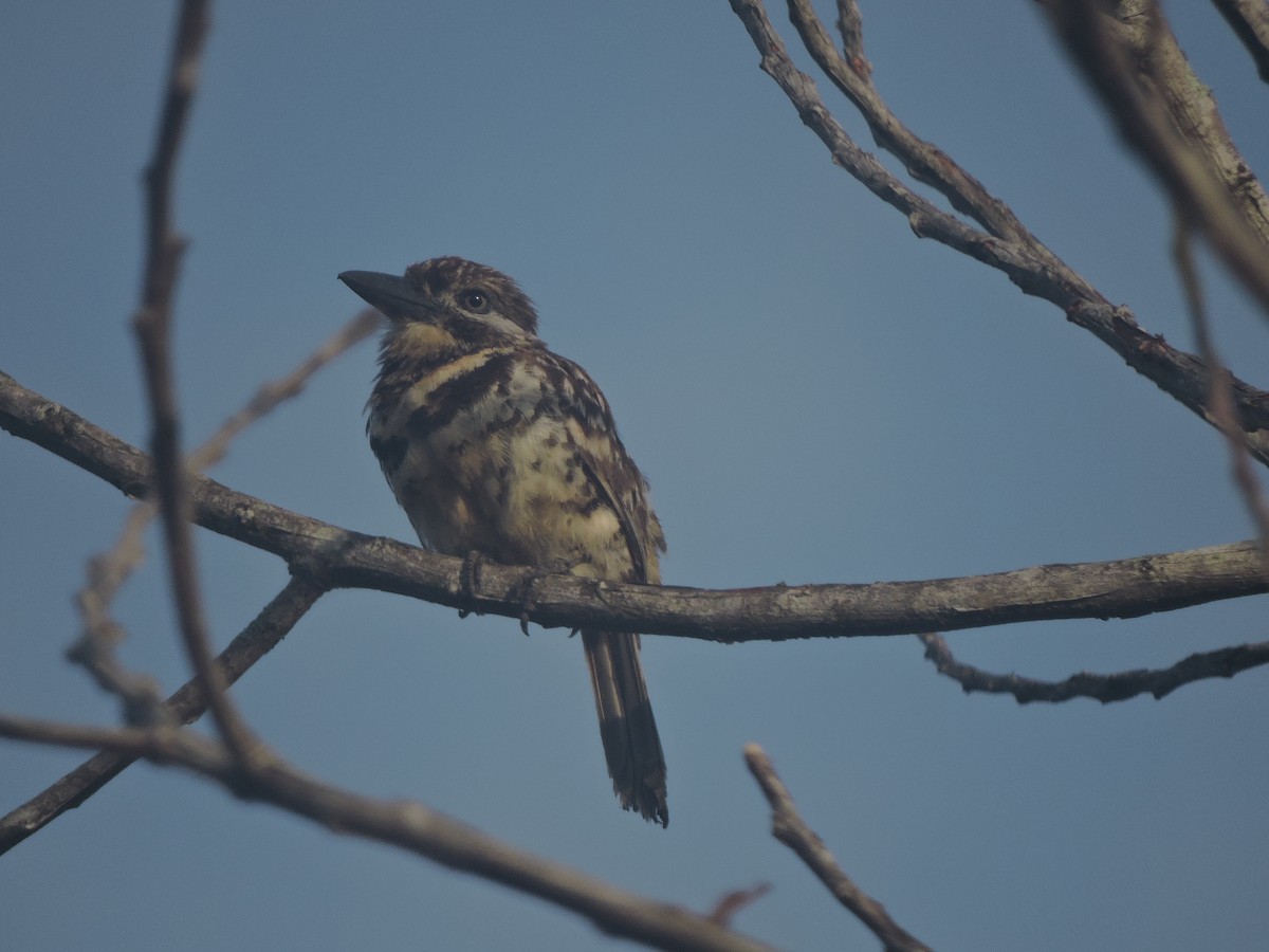 Two-banded Puffbird - ML191140101