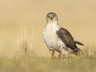  - Ferruginous Hawk