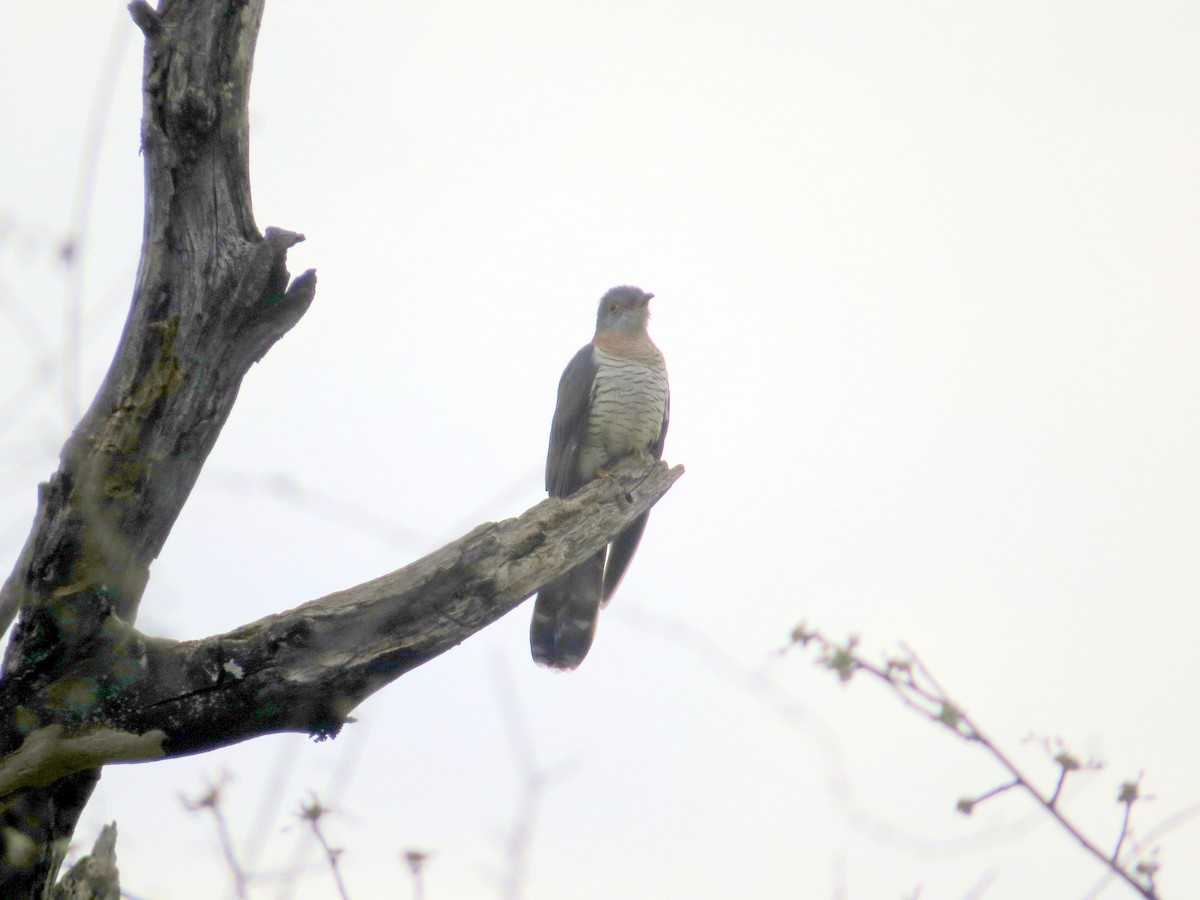 Red-chested Cuckoo - sheryl mcnair