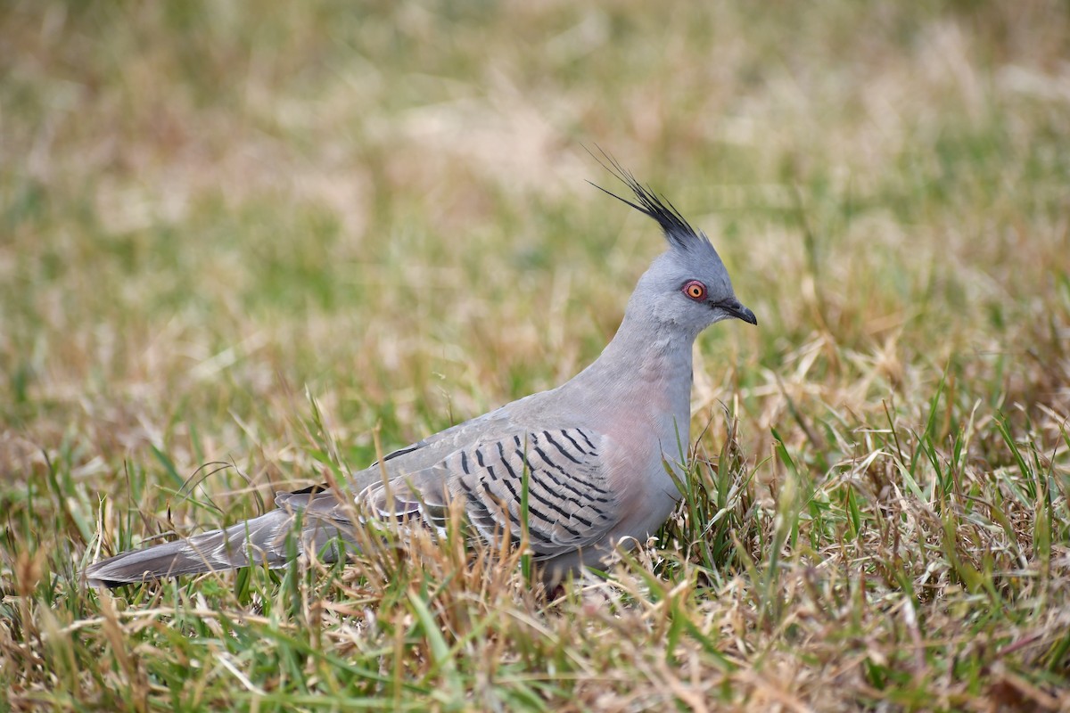 Crested Pigeon - ML191141231
