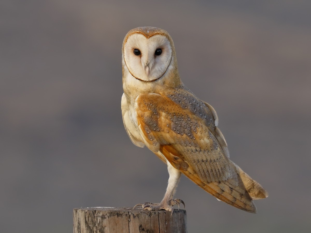 Lechuza de Campanario - eBird Argentina