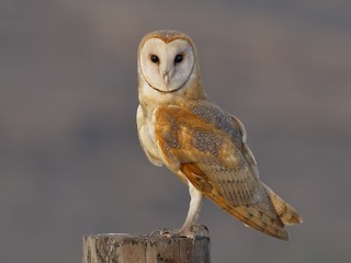  - Barn Owl