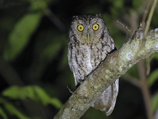 Whiskered Screech Owl Megascops Trichopsis Birds Of The World