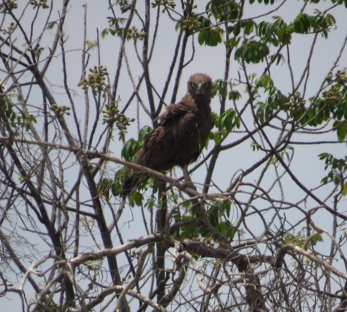 Brown Snake-Eagle - sheryl mcnair