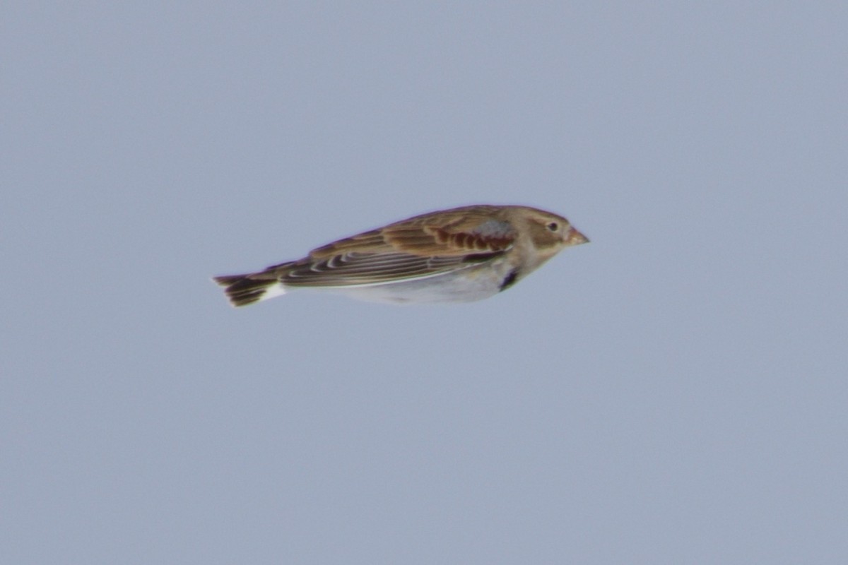 Thick-billed Longspur - ML191145711
