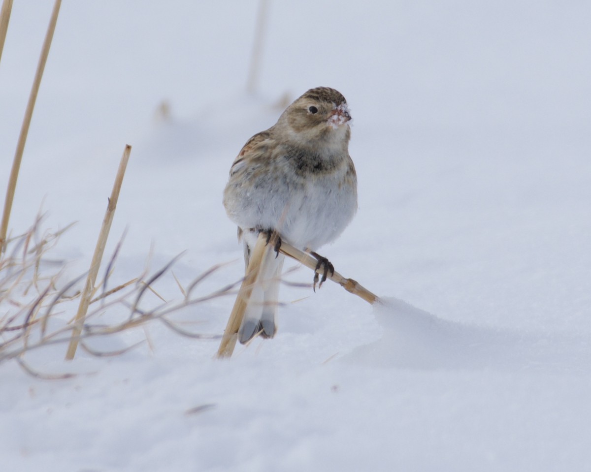 Thick-billed Longspur - ML191145731