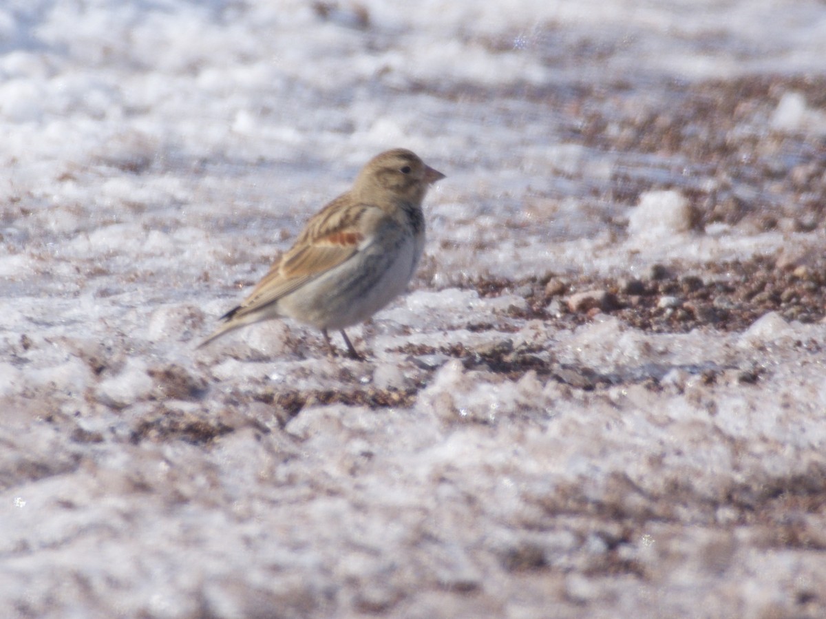 Thick-billed Longspur - ML191145741