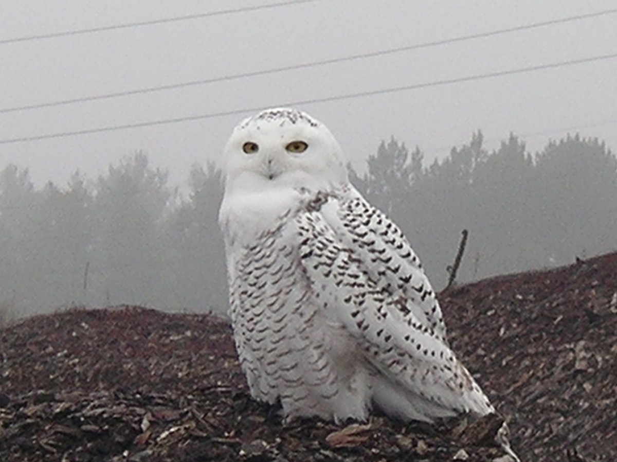 Snowy Owl - ML191148091
