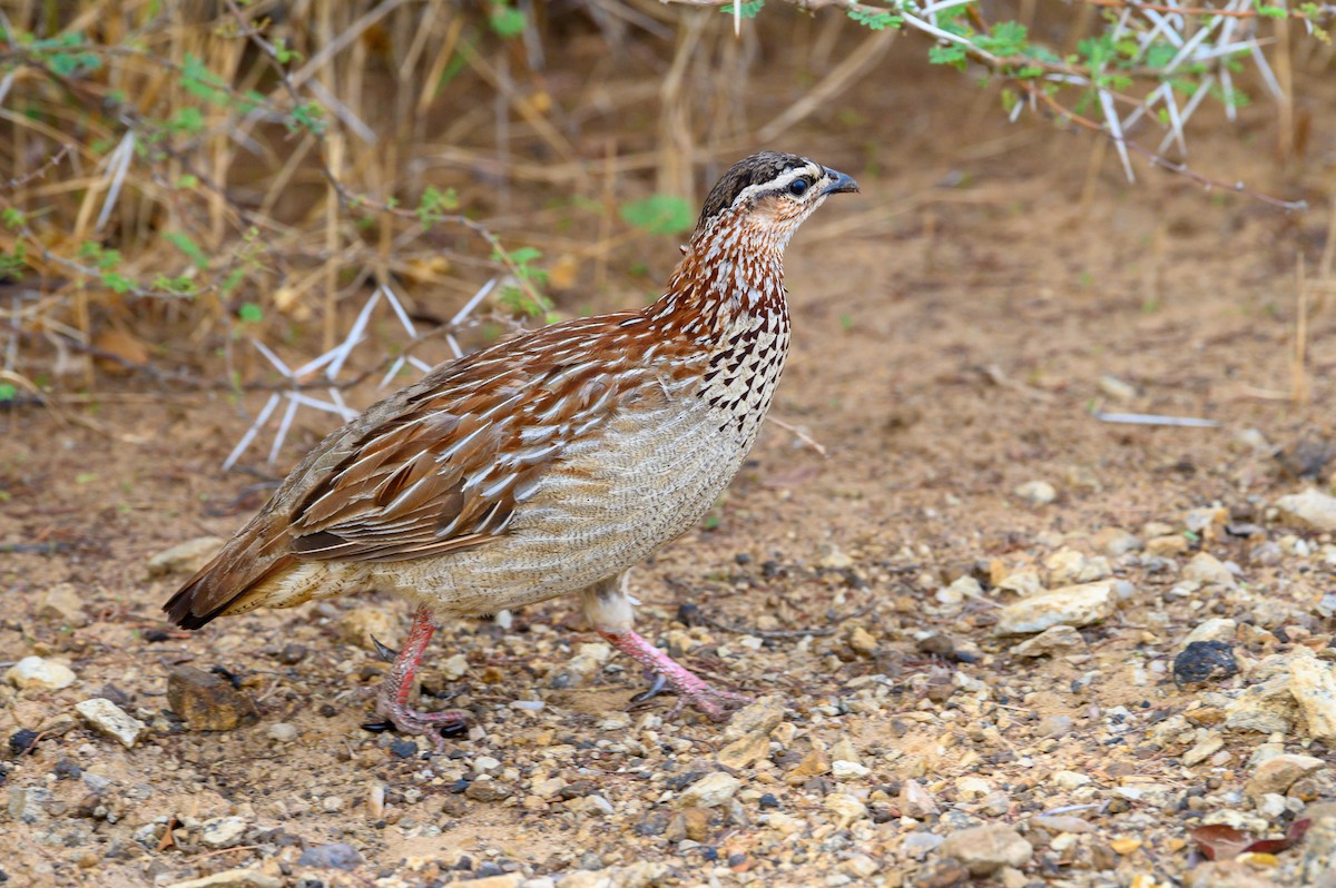 Crested Francolin - Stephen Davies