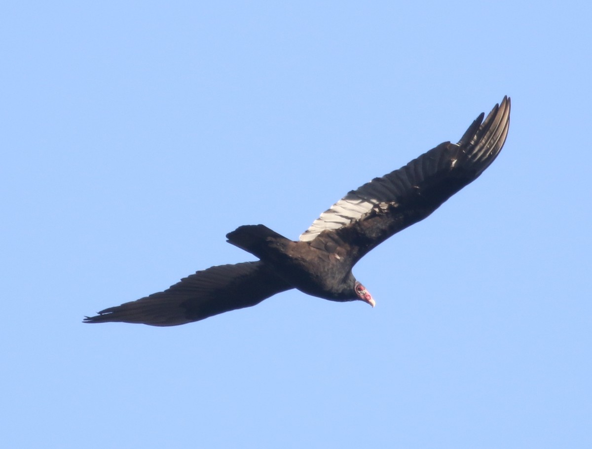 Turkey Vulture - ML191150631