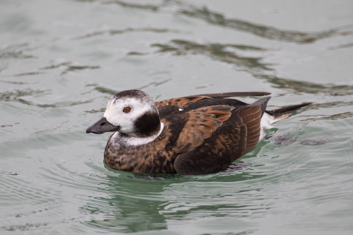 Long-tailed Duck - ML191152231