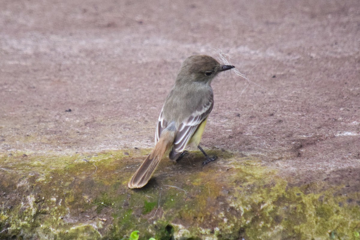 Galapagos Flycatcher - Peter Rigsbee