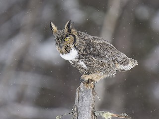  - Great Horned Owl