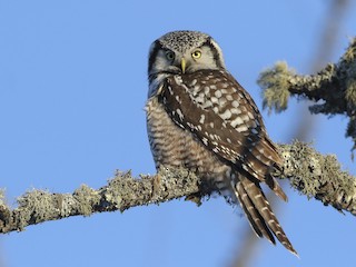  - Northern Hawk Owl