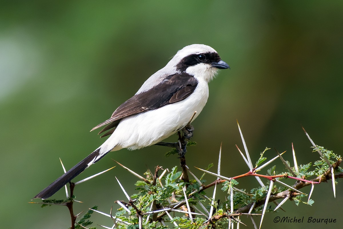 Gray-backed Fiscal - Michel Bourque