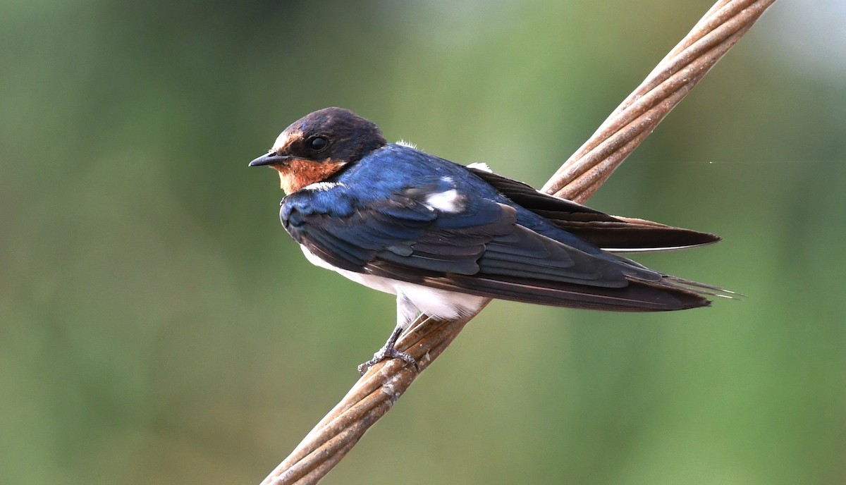 Barn Swallow - mathew thekkethala