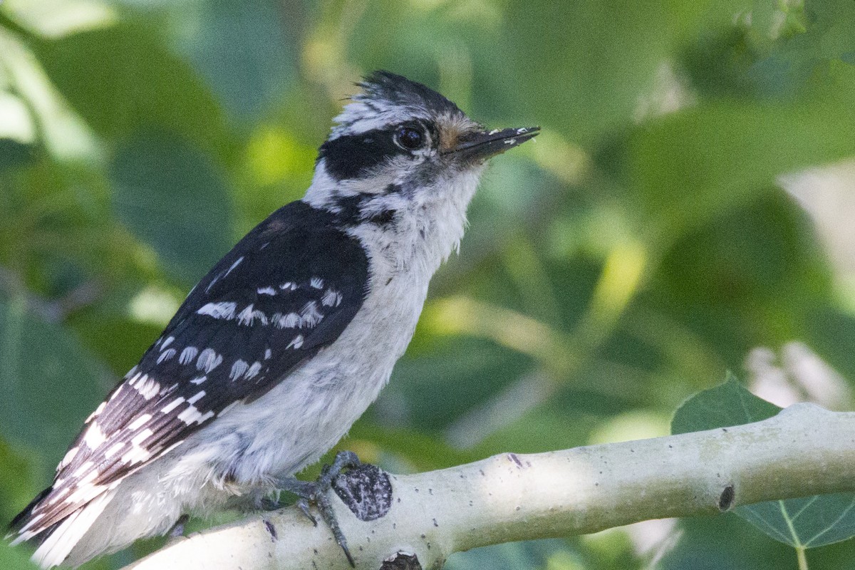 Downy Woodpecker - Mitch (Michel) Doucet