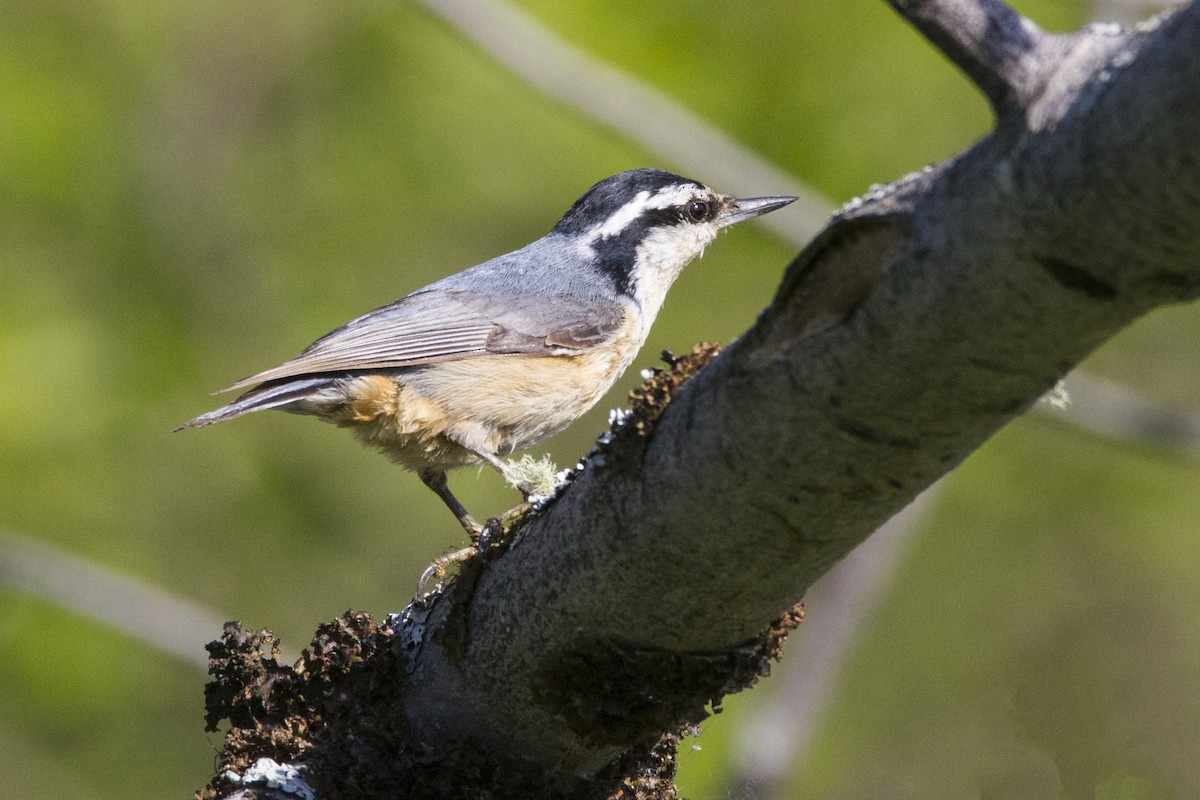 Red-breasted Nuthatch - ML191179141