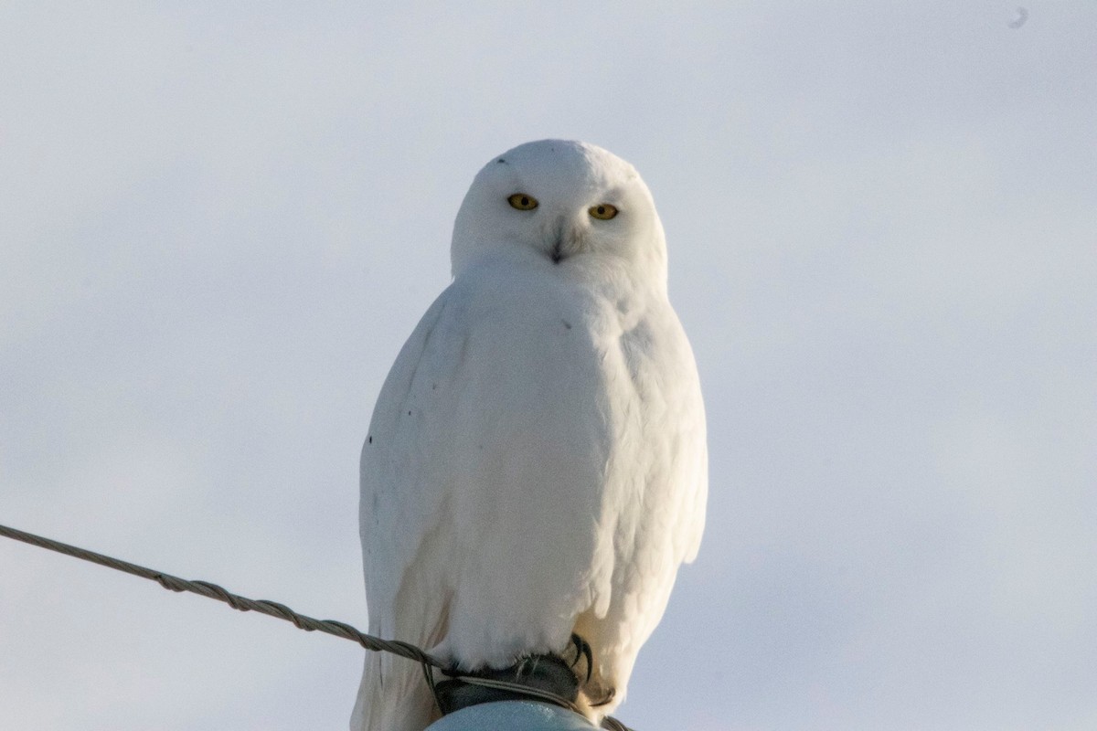 Snowy Owl - ML191180701