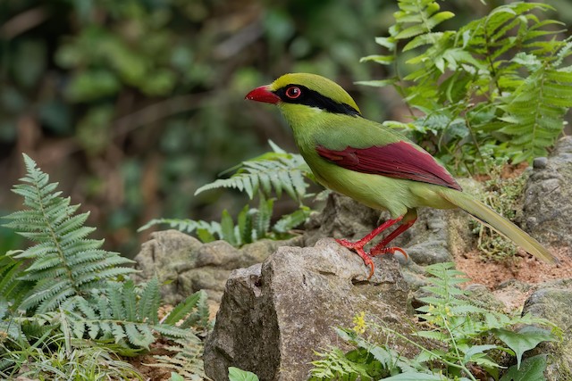 Indochinese Green-Magpie - eBird