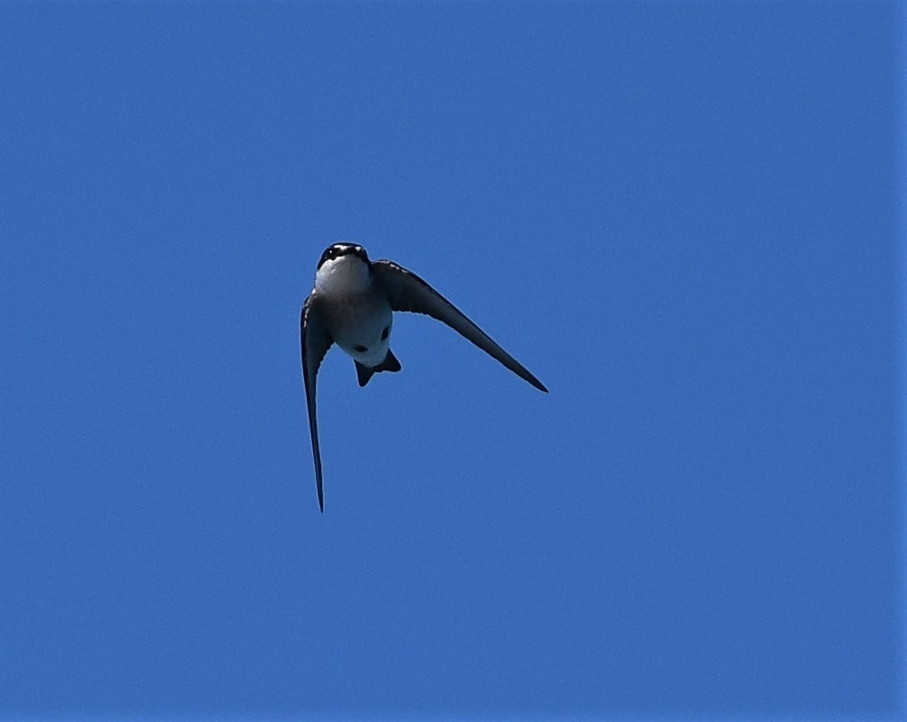 Mangrove Swallow - ML191182541