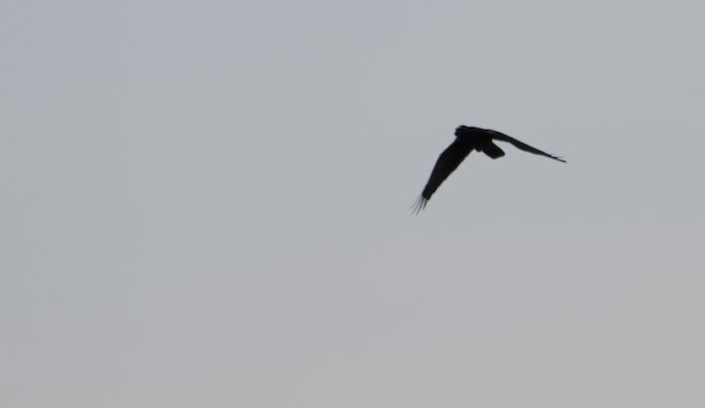 Large-billed Crow - eBird